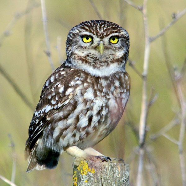 Little owl.jpg